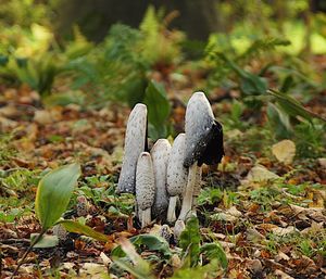 Close-up of plants growing on land