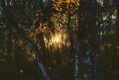 Sunlight streaming through trees in forest