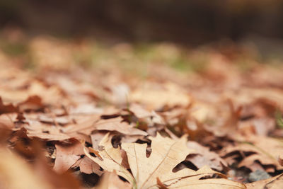 Close-up of dry maple leaves on field