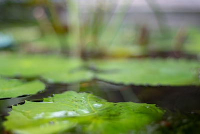 Close-up of water lily in lake