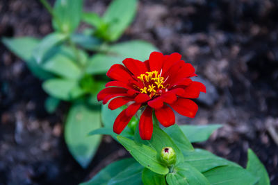 High angle view of red flowering plant