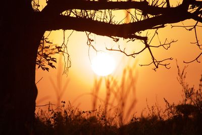 Close-up of silhouette plants against sky during sunset