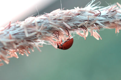 Close-up of ladybug on plant