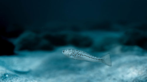 Close-up of fish in sea