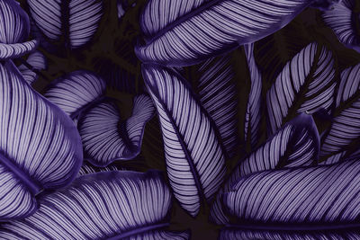 Full frame shot of purple leaves