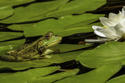 Close-up of frog on plant