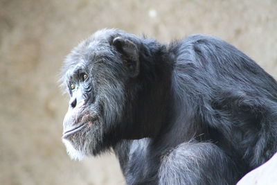 Close-up of monkey