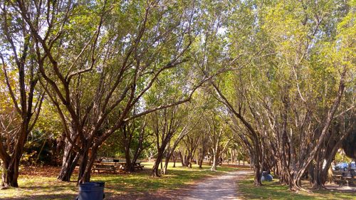 Trees in park