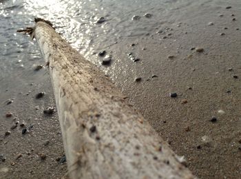 Close-up of lizard on sand at beach