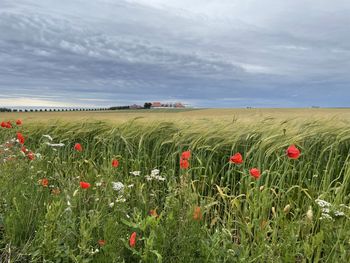 Scenic view of poppy field against sky