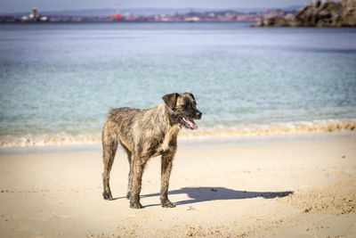 Dog on beach against sea