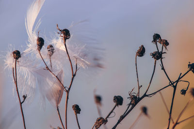 Low angle view of flowering plants against sky