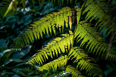 Close-up of green leaves on tree