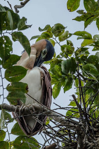 Low angle view of bird perching on tree against sky