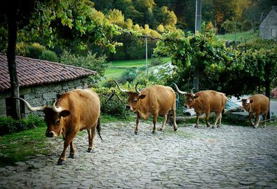 Horses on grass against trees