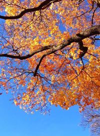Low angle view of tree against sky