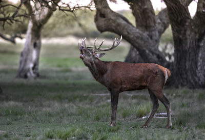 Deer standing on field