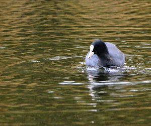Duck swimming in lake