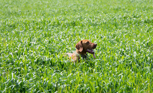 Dog in a green grass