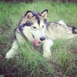 Dog standing on grassy field