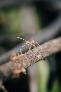 Close-up of ant on leaf