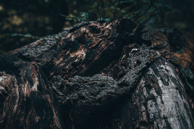 Close-up of tree trunk