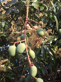 Close-up of fruits hanging on tree