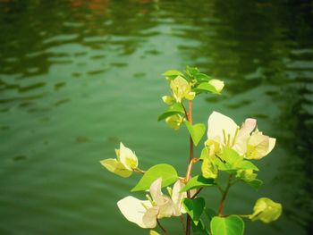 Close-up of water lily in lake