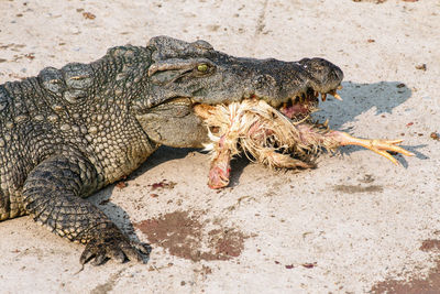 Close-up of a lizard