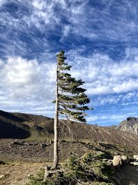 Low angle view of plant on land against sky