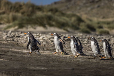 Penguins walking on land