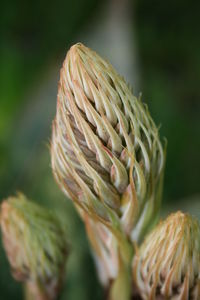 Close-up of flower buds