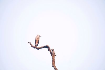 Low angle view of eagle perching on clear sky