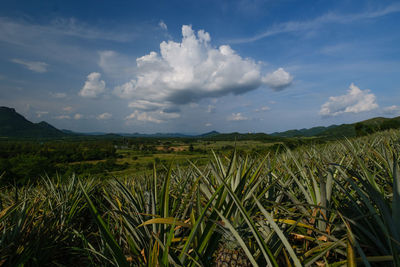Scenic view of agricultural field against sky