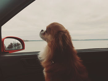 Dog looking through window