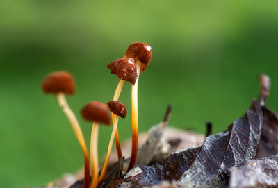 Close up of rusty colored mushroom with raindrop growing from rotten leaf