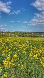 Scenic view of oilseed rape field against sky