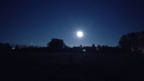 Trees against sky at night