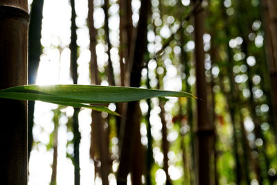 Close-up of green leaves on tree trunk in forest