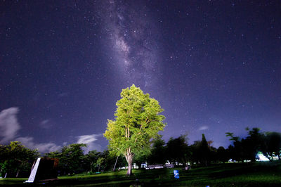 Trees against sky at night