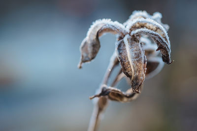 Close-up of dry plant during winter