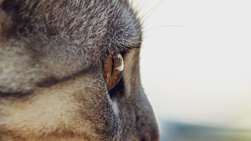 Close-up of a horse