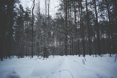 Trees in forest during winter