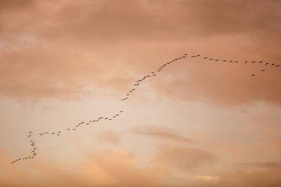 Low angle view of birds flying against sky