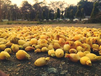 Fruits on field