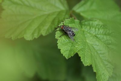 Close-up of insect on leaf