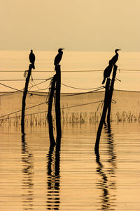 Cormorants birds in silhouettes of fishing nets poles at sunset by the calm sea