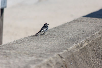 Close-up of bird perching on wall