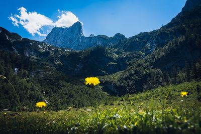 Yellow flowers on field against mountain range