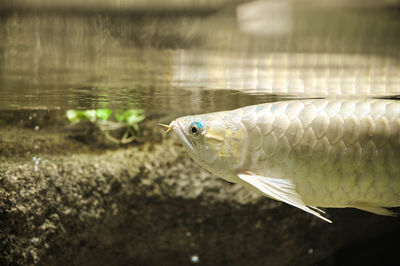 Close-up of fish swimming in sea